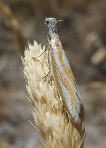 Réf. 352 093 : Pleurota sp.